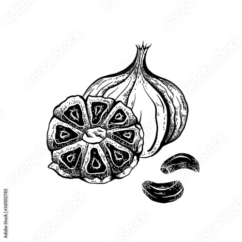 Illustration of black fermented garlic with hatching. Product for health and longevity. Useful seasoning for Asian dishes. Natural sweetener. Vector element for menu, recipes and your design