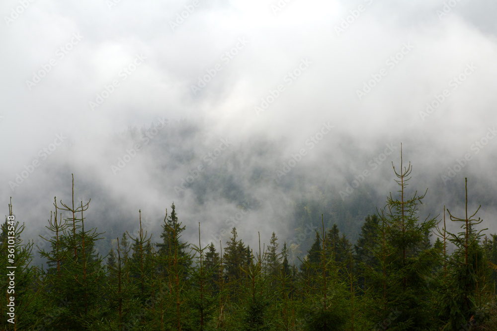mgła nad drzewami w górach