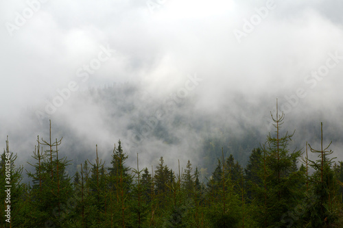 mgła nad drzewami w górach