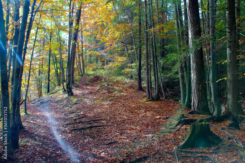 Obraz premium Borem lasem