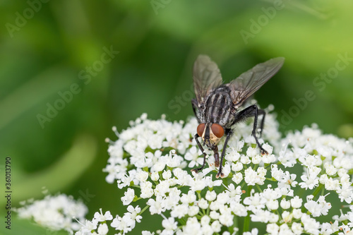Common green bottle fly feeding on white flower, Europe nature, Czech Republic insect wildlife