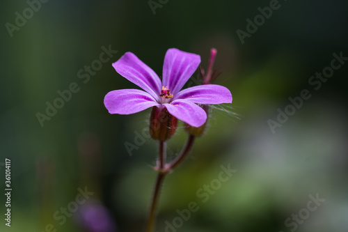 Tiny purple flowerhead closeup