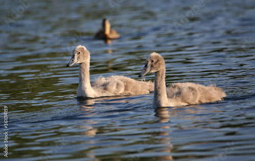 Two mute swans, Cygnus olor in Latin, chicks in water close up © Wioletta