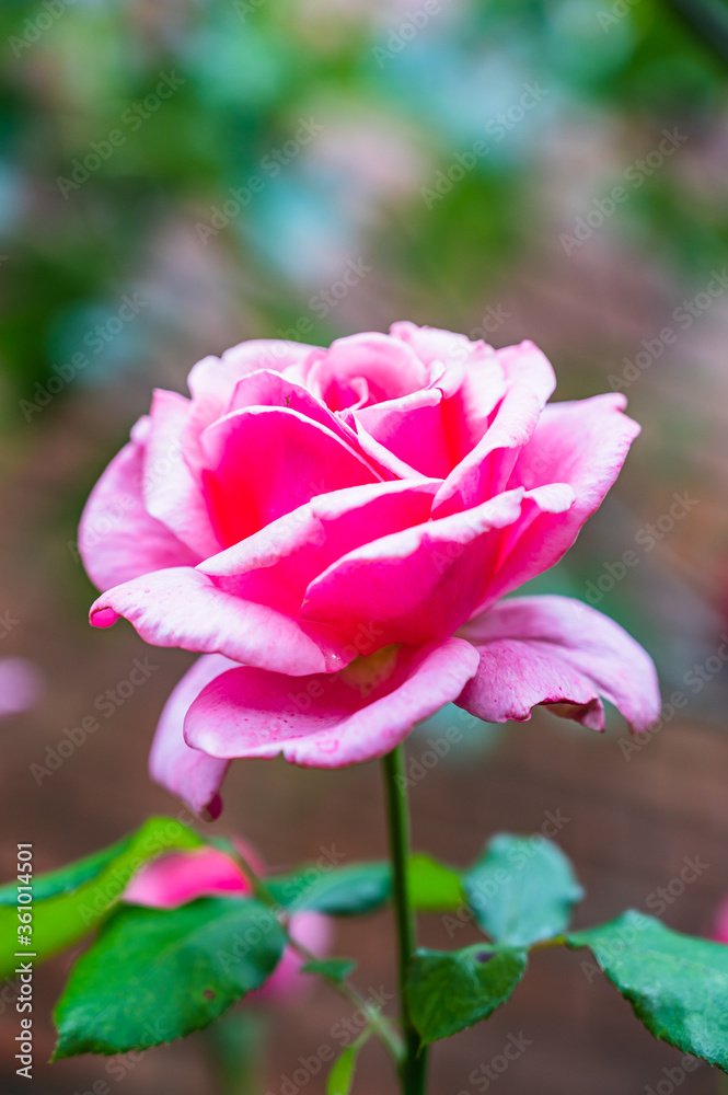 Fototapeta premium A horizontal shot of a pink garden rose surrounded by greenery under the sunlight with a blurry background
