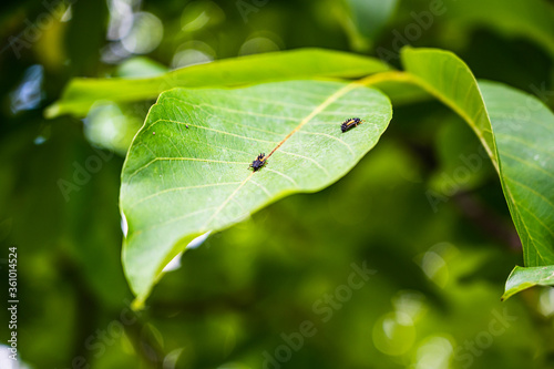 Small beetle on the leaf of a walnut tree