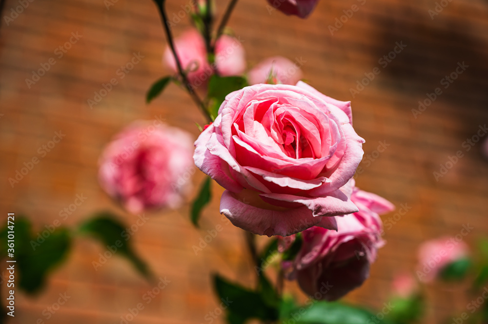Naklejka premium A closeup shot of a beautiful pink rose in a garden on a blurred background