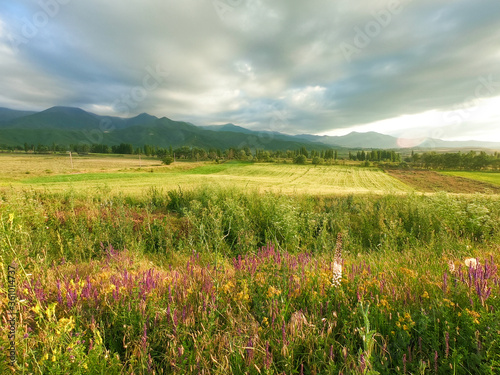 Flowering wild grass in the mountains. Summer landscape. Kyrgyzstan