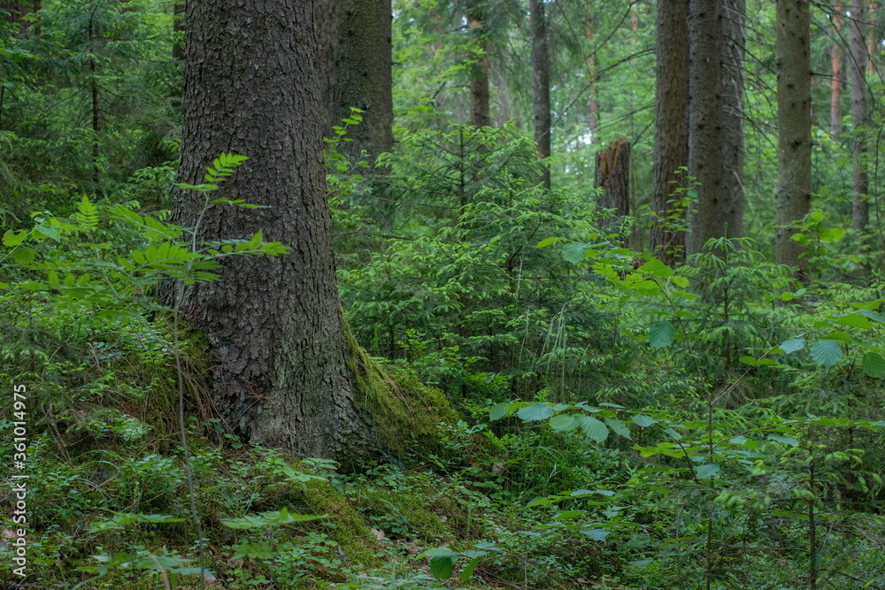 Fototapeta premium Pine, spruce and a bit of a deciduous forest - Pskov jungle