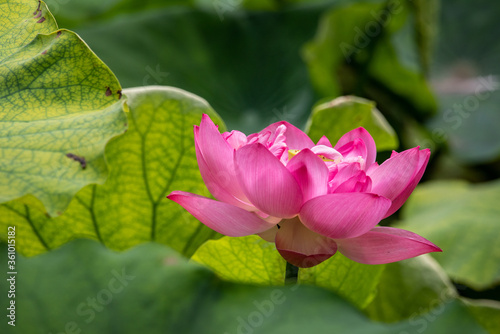 Pink lotus water lily flower close-up view and green leaves