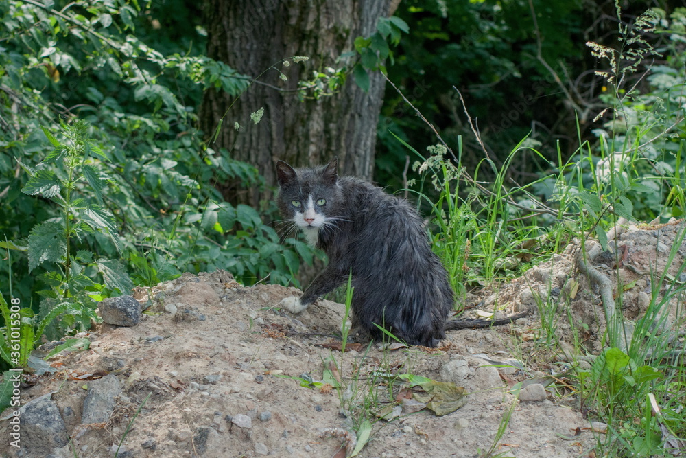 Naklejka premium A wet ragged cat near a thicket