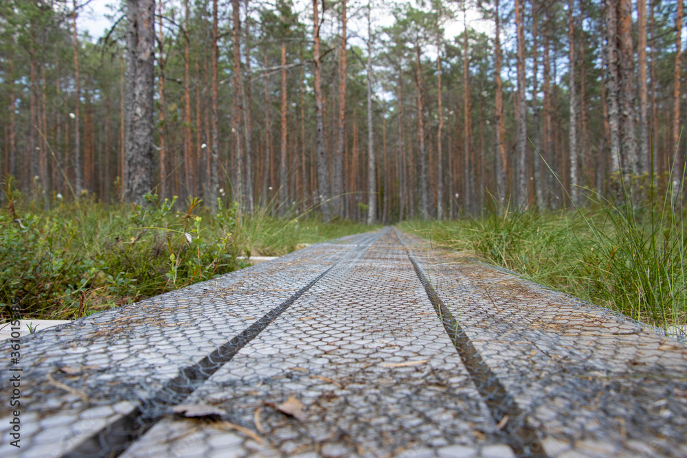 Fototapeta premium Wooden walkway on the swamp. Route walkways laid in the swamp. Anti-slip metal grill on the table