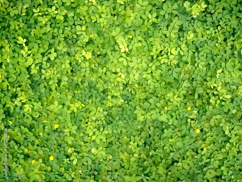 Natural fresh color leaf pattern background 