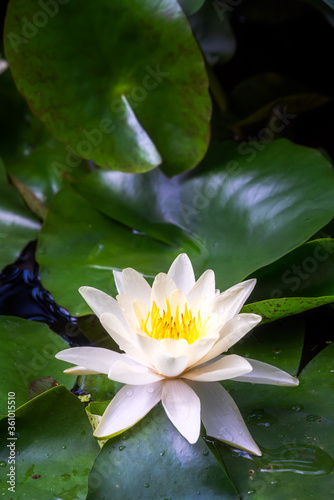 White lotus water lily flower close-up view and green leaves
