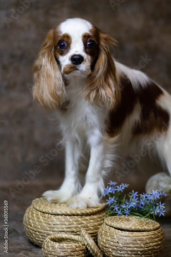 Obraz na płótnie cavalier king charles spaniel