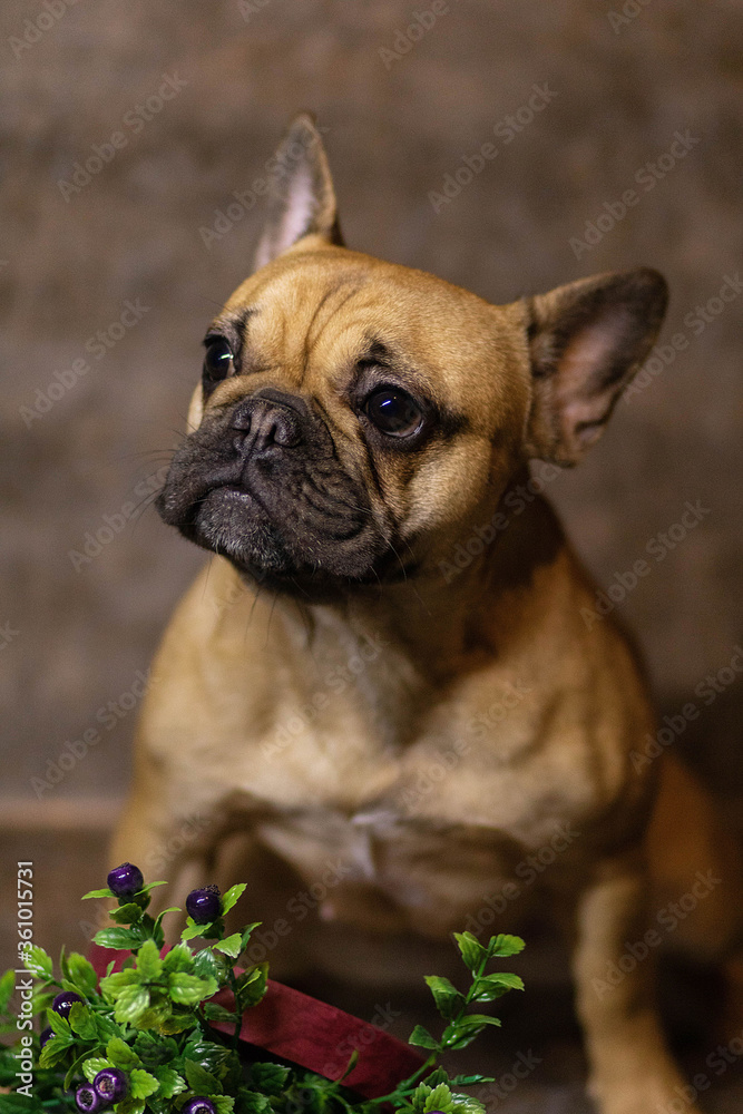 french bulldog portrait