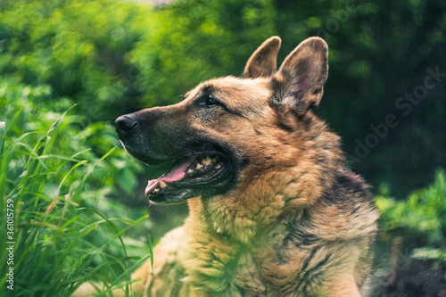 german shepherd dog lying on grass