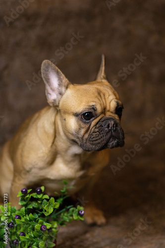 french bulldog puppy