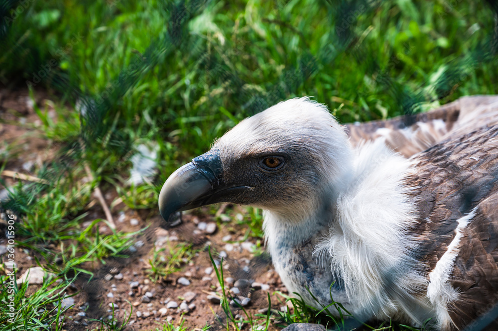 A closeup shot of Griffon Vulture (Gyps fulvus) in a zoo A closeup shot of Griffon Vulture (Gyps fulvus) in a zoo