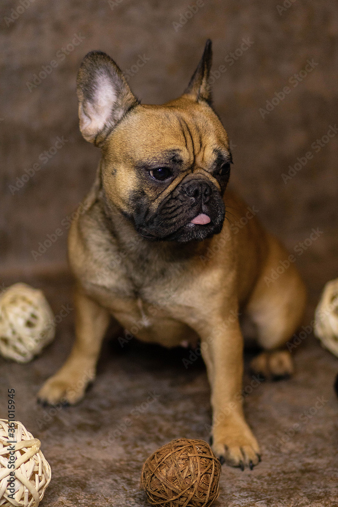 Fototapeta premium english bulldog puppy
