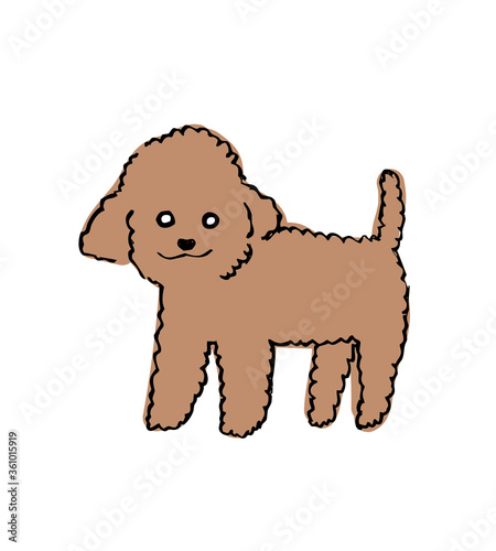 Toy poodle vector illustration