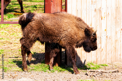 Wild european bisons or wisent (Bison bonasus) in the forest reserve, Pszczyna Jankowice, Poland photo