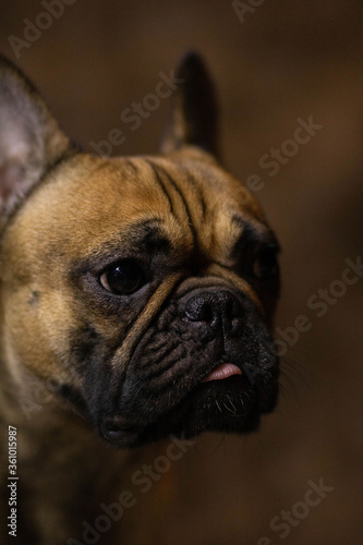 french bulldog puppy © Катя Вечорко
