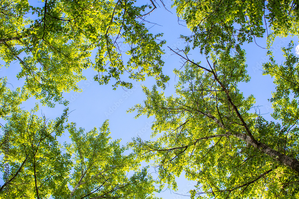 Fototapeta premium The tops of the green trees against the sky