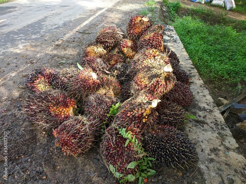 Oil palm fruit (Elaeis guineensis) in the Kalimantan Plantation photo