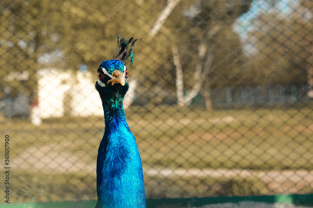 Obraz premium Peacock portrait, looking at camera with a background of iron bars