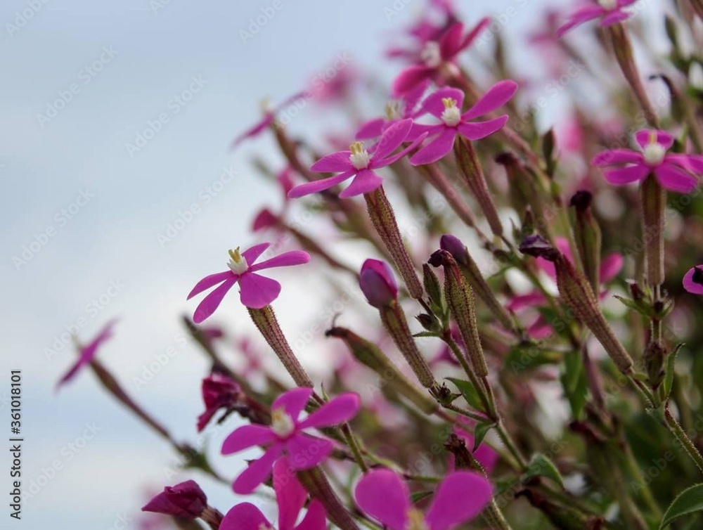 Fototapeta premium Flor de la alegria / Flowers