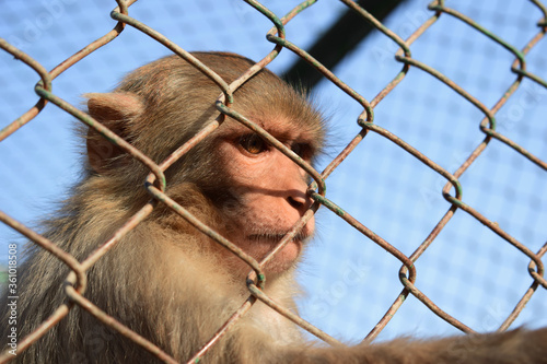 A monkey sitting behind iron bars looking at right side, monkey in cage © Ijaz