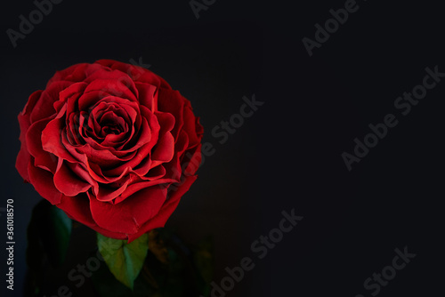 Dutch red rose. Template for greeting card with place for text.