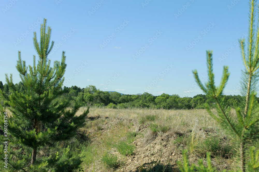 pine trees in the field