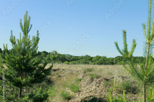 pine trees in the field