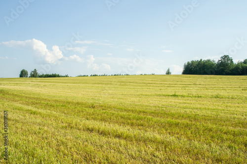 Yellow green wheat field at sunset