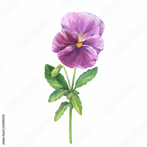 The pink garden bicolor pansy flower  Viola tricolor  Viola arvensis  heartsease  violet  kiss-me-quick  with leaves. Hand drawn botanical watercolor painting illustration isolated on white background