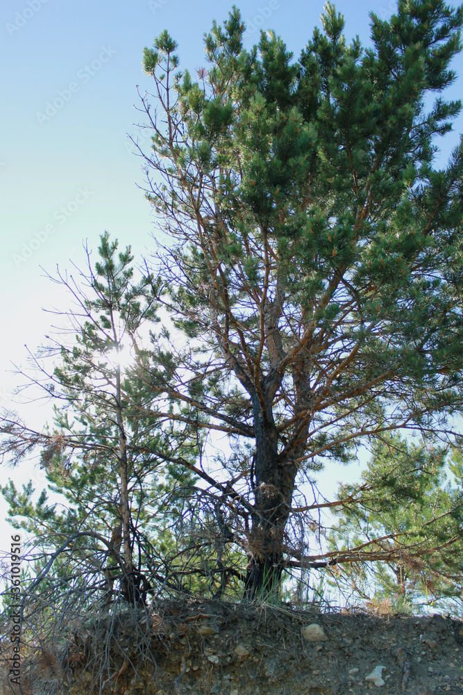 Obraz premium pine tree in the forest