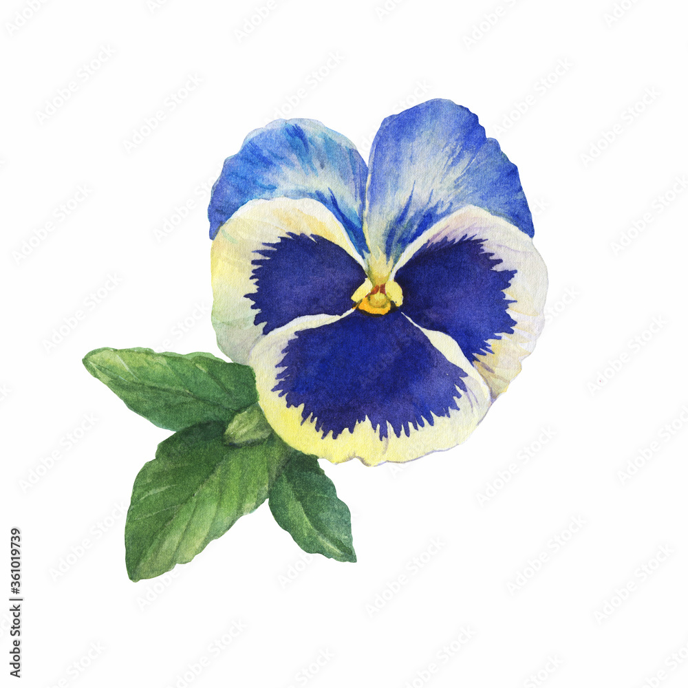 The blue garden tricolor pansy flower (Viola tricolor, arvensis,  heartsease, violet, kiss-me-quick) with leaves. Hand drawn botanical  watercolor painting illustration isolated on white background Stock  Illustration | Adobe Stock