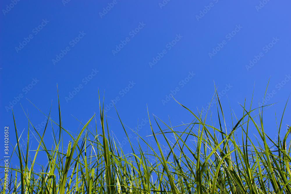Green grass close-up against a clear blue sky.Bottom-up.Space for text at the top.Copy space.Mockup.Concept of bright future