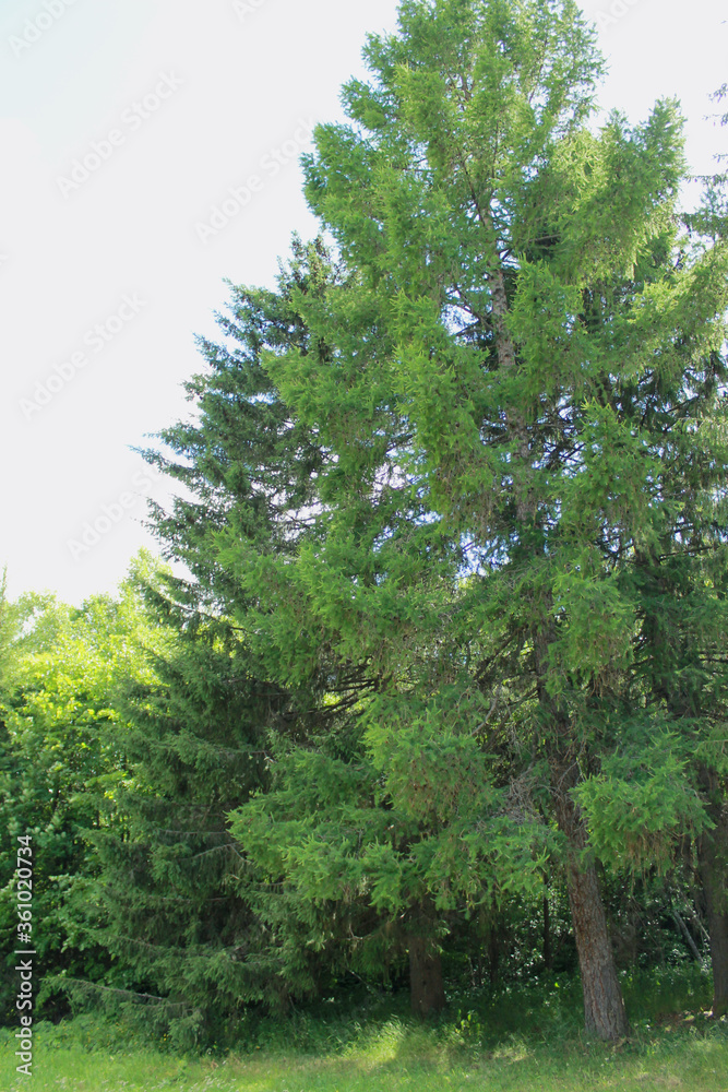 trees in the forest trees in the forest
