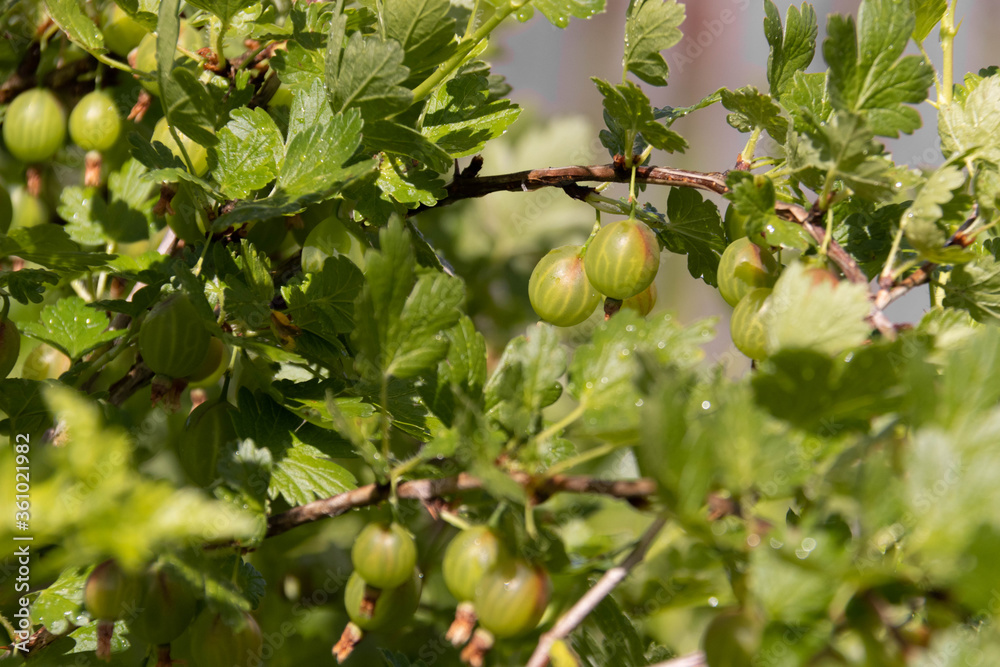 Unripe green gooseberries on the branch with green leaves. Summer harvest. Concept of organic gardening.