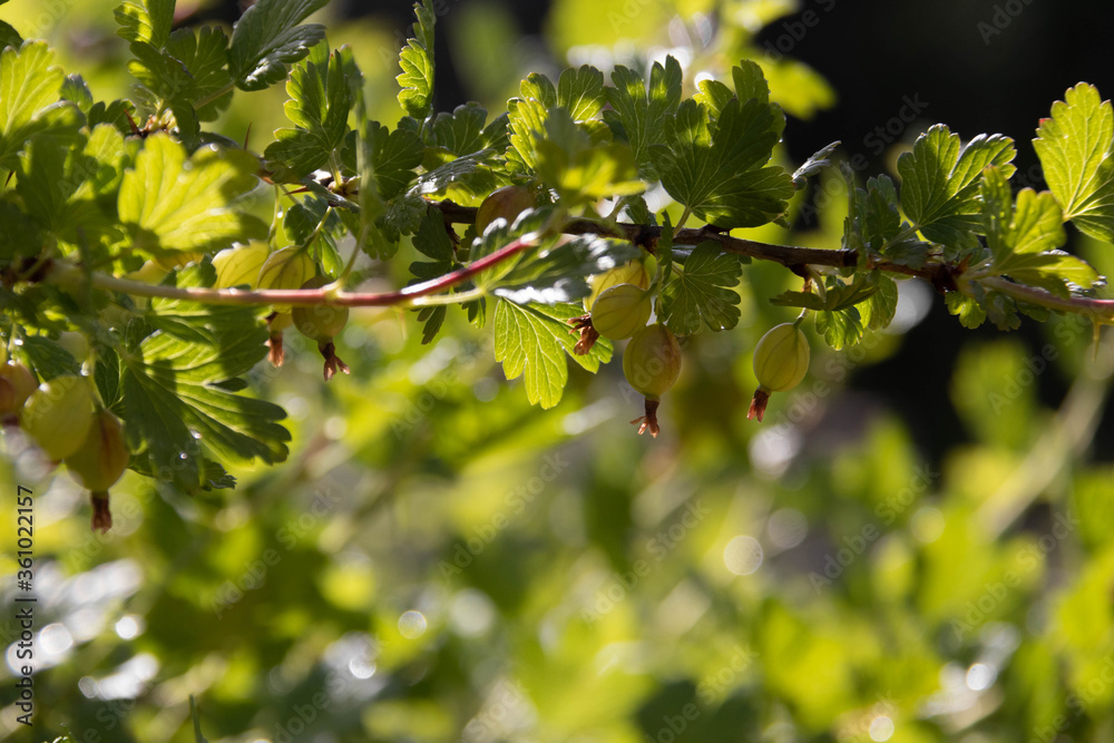 Ripening green gooseberries on the branch with green leaves. Summer harvest. Concept of organic garden. 
