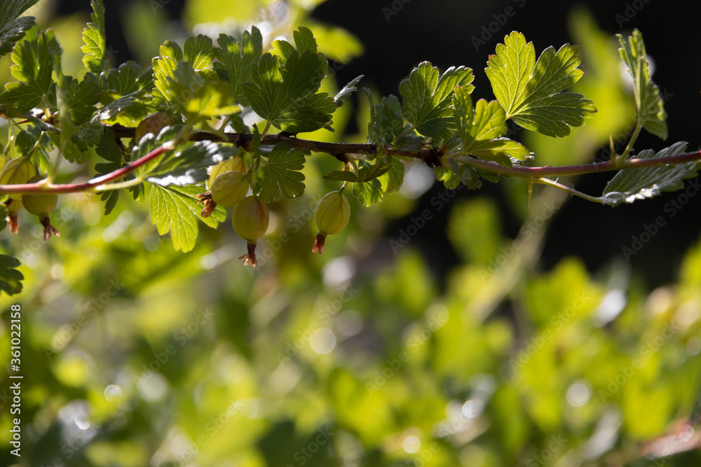 Ripening green gooseberries on the branch with green leaves. Summer harvest. Concept of organic garden. Ripening green gooseberries on the branch with green leaves. Summer harvest. Concept of organic garden.