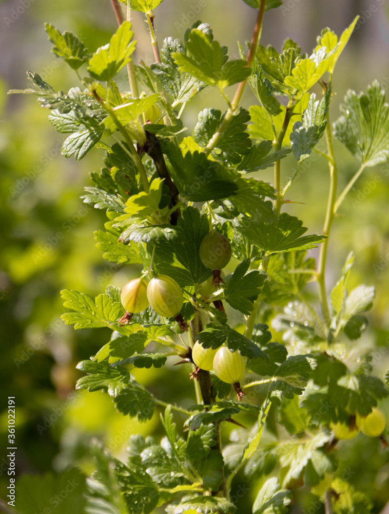 Ripening green gooseberries on the branch with green leaves. Summer harvest. Concept of organic garden. 