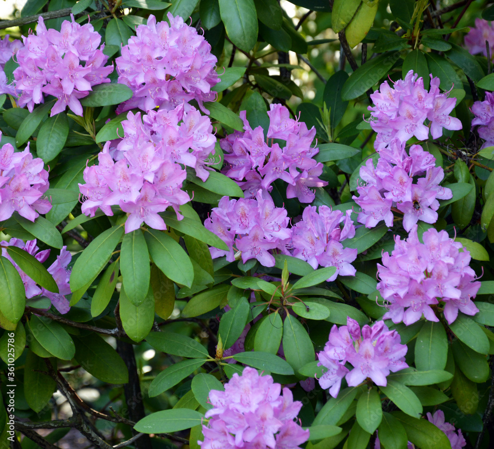 Flowers of rhododendron in blooming time in full bloom.