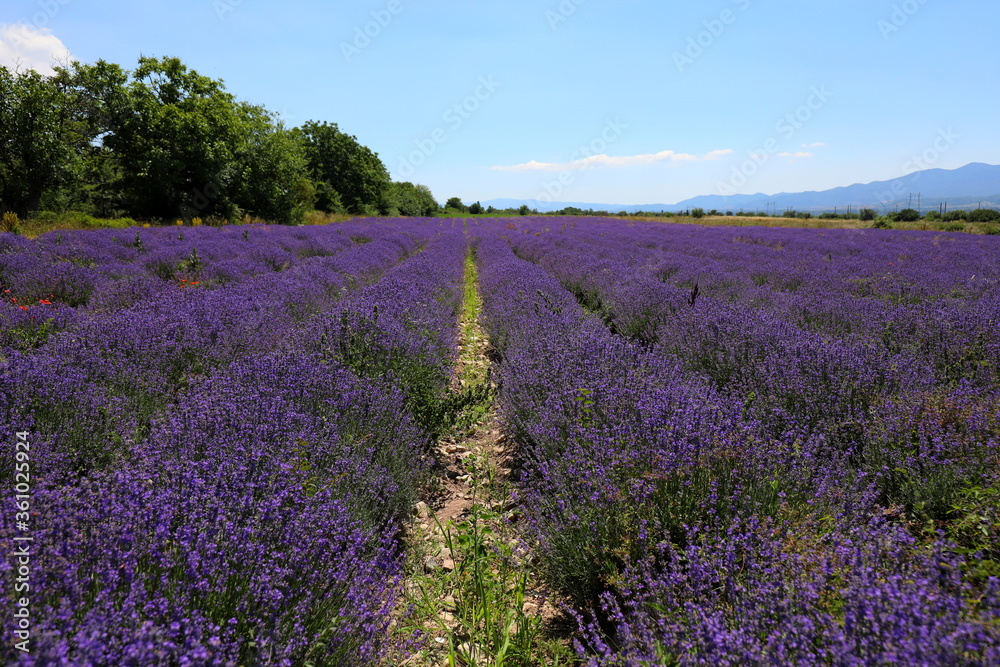 Naklejka premium Karlovo, Bulgaria - June 27, 2020: People in traditional costumes participate in the ancient ritual