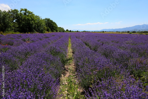 Karlovo, Bulgaria - June 27, 2020: People in traditional costumes participate in the ancient ritual "Harvesting lavender". 