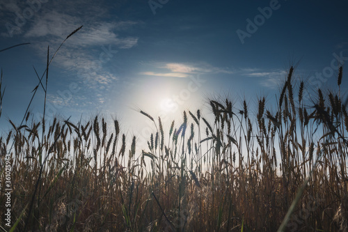 ears of wheat against the blue sky and dawn