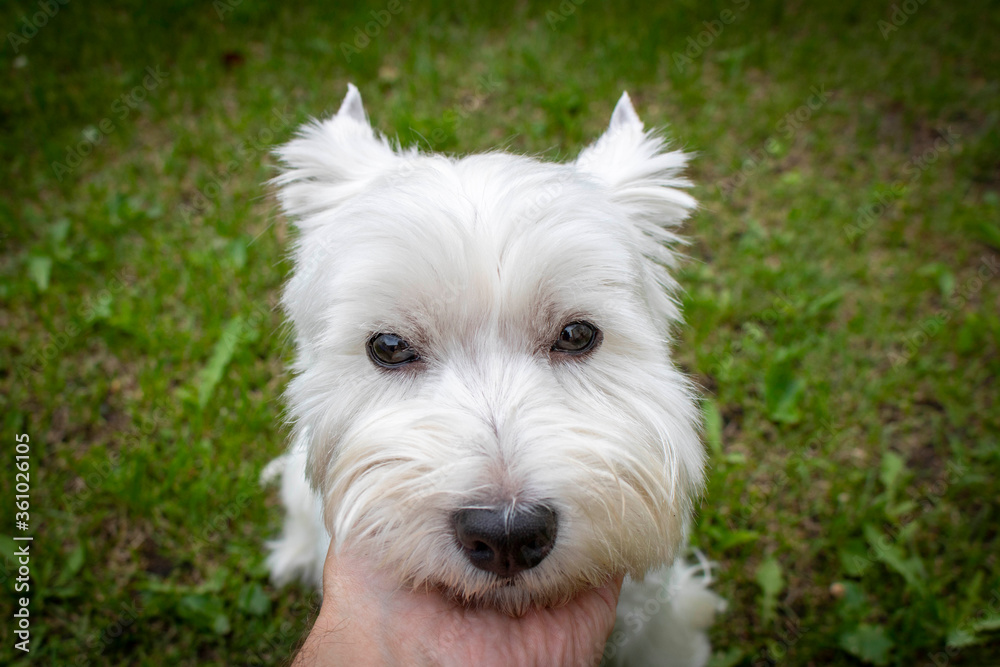 West highland white Terrier on the green grass.