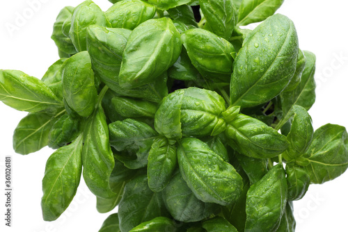 Basil leaves with water drops.